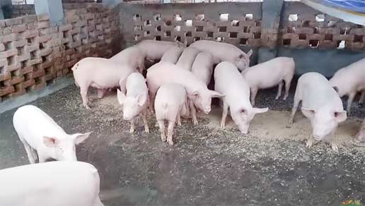 pig death in assam